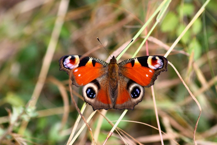 aglais io.